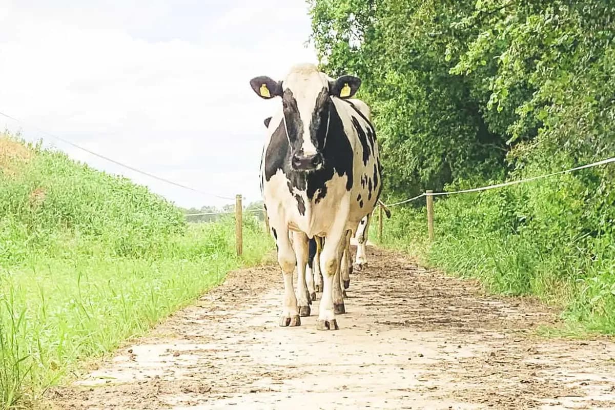 Koe op een kavelpad van SIMvlak betonplaten